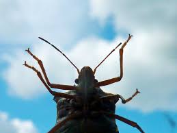 Blue beetle pest control has served residential and commercial customers in the kansas city area since 2003. The Invasion Of The Stink Bugs Kansas City Pest Control Gunter Pest