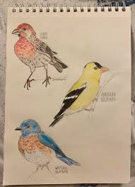 4,068 likes · 210 talking about this · 529 were here. Colorful Northern California Birds That I Ve Rarely Seen In My Backyard Mayahiga