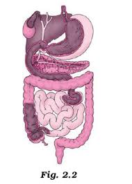 Accessory Organs In Digestion: The Liver, Pancreas, And Gallbladder |  Anatomy And Physiology Ii