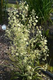 Zigadenus Elegans Schattenbeet Schatten