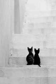 Minik Kedi Aski Kediler Ve Yavrulari Hayvanlar Ve Sevimli Hayvan Yavrulari