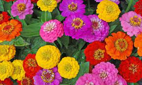 Check spelling or type a new query. Usaha Budidaya Bunga Kertas Zinnia Pustakadunia Com