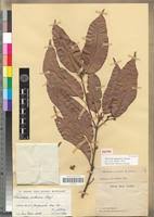 Image result for Hunteria congolana