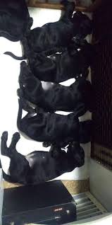 It is possible to buy a puppy for under $500 for the following breeds: Lab Puppies For Sale In Ohio Puppies For Sale Near Me Facebook