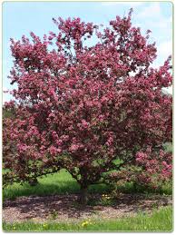 Check spelling or type a new query. Crab Apple Purple Prince