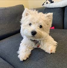 Romper Is Very Photogenic Https Ift Tt 3j75xsj In 2020 Beautiful Dogs Cutie Aww