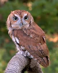 screech owl wikipedia