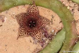 Image result for Huernia longituba