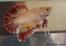 Ia tidak membutuhkan wadah khusus. Jual Ikan Cupang Giant Red Maskot Gt5 Betta Id Ikan Cupang Betta Ikan