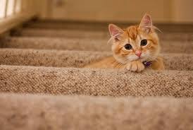 We did not find results for: Cara Kucing Berkembang Biak