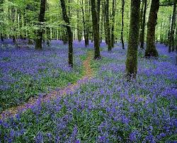 Bluebell Wood Near Boyle Co By The Irish Image Collection Ireland Landscape Irish Images Ireland Cottage