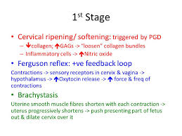 The ferguson reflex occurs in mammals. Labour Vivian Phan 3 Stages Of Labour 1 Creation Of Birth Canal Start Sudden Increase In Frequency Force Of Contractions Hormones Finish Ppt Download