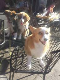 Genetic testing done on parents,both pictured. Puppies Like Sadie