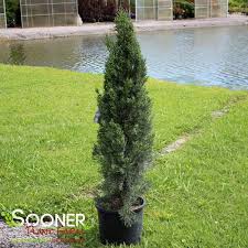 Image result for Cupressus sempervirens