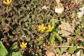 Can You Kill Oxalis With Weed Control Tomlinson Bomberger