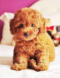 Teddy Bear Puppy What A Red Toy Poodle Looks Like Before A Flickr Teddy Bear Puppies Cute Animals Baby Puppies