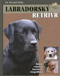 Image result for labrador retrívr