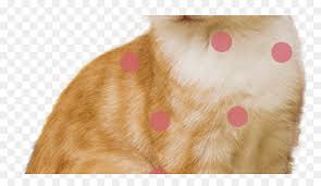 transparent dog collar png paw png download vhv vhv rs