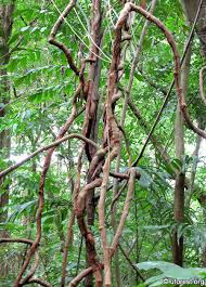 Image result for Tetracera