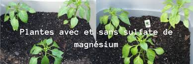 Sel d epsom drug & pharmaceuticals active ingredients names and forms, pharmaceutical companies. Sel D Epsom Sulfate De Magnesium Ou Sel Anglais Un Secret Qui Coute Trois Fois Rien Astuces Au Potager