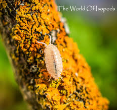 Image result for Isoberlinia tomentosa