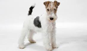 Is a wire haired fox terrier right for me? Smooth And Wire Fox Terrier Breed Information