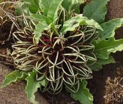 Image result for Brachystelma