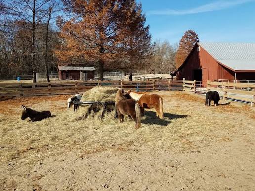 Suson Park Farm