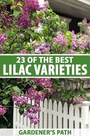 Lilacs are low maintenance bushes that will generally take care of themselves when established. 23 Of The Best Lilac Varieties Gardener S Path