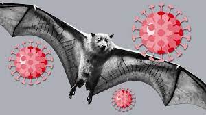 There is not a single animal on the planet that compares to humans in terms of sheer will to kill and destroy. Coronavirus Australia Your Covid 19 Questions Answered