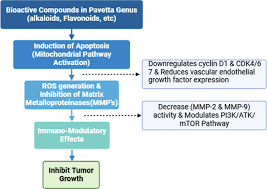 Image result for Pavetta sp. F