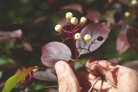 Image result for Vigna racemosa