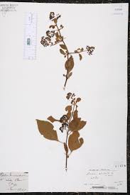 Image result for Pisonia aculeata