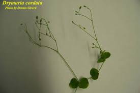 Image result for Drymaria