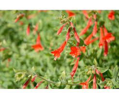 Image result for Ormocarpum zambesianum