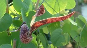 Image result for Aristolochia hockii