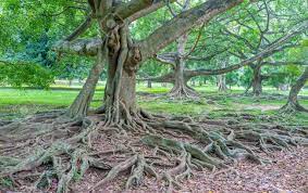 We did not find results for: The Powerful Root System Of Ficus Of Benjamin Helps It To Survive Stock Photo Picture And Royalty Free Image Image 77159746