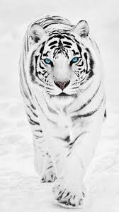 Black And White Tiger Pet Tiger Tiger Pictures Tiger Wallpaper