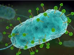 Image result for Clostridium
