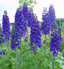 Bydleli na žižkově v jeronýmově ulici. Oblibena Stracka Cerny Rytir Vysoka Trvalka S Tmave Modrymi Kvety Delphinium Blackest Knight Hardy Perennials