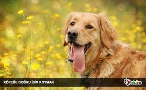 Kopege Isim Koyarken Dogru Tercih Yapmak Sevimli Kopekler Hayvan Duvar Kagidi Golden Retriever