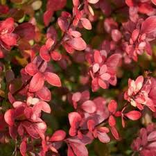 Image result for Berula thunbergii