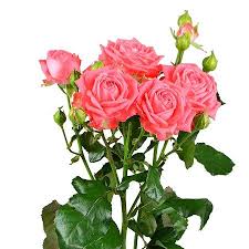We did not find results for: Buy Coral Spay Roses By The Piece Flower Delivery Pretoria Ufl