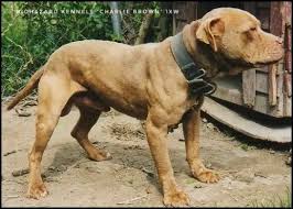 Black And Brown Pitbull Pin On American Pit Bull Terrier Apbt Game Dog Working Pitbull Conditioned Apbt Pitbull Bull Dogs Pitbull Dog Red Nose Adba
