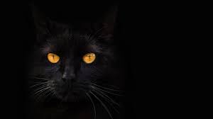 Check spelling or type a new query. Black Cat Yellow Eyes Darkness 1242x2688 Iphone 11 Pro Xs Max Wallpaper Background Picture Image