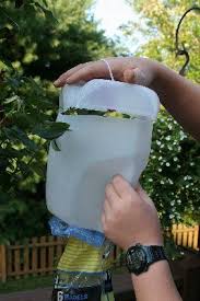 Jul 08, 2019 · myth #1: Heat No Humidity No Japanese Beetles Doesn T This Make For A Lovely Garden Photo My Roses All Japanese Beetles Japanese Beetles Trap Beetle Trap