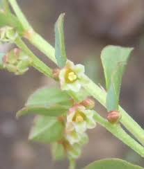 Image result for Phyllanthus parvulus