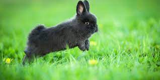 The second image of a rabbit tweeted by ryan holtz. How High Can Rabbits Jump Stop Them Escaping Hutch And Cage