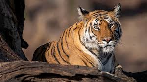 It stands three feet tall with teeth four inches long and claws as long as house keys. In Pictures International Tiger Day 2021 Bbc News