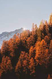 We did not find results for: Autumn Wallpapers Free Hd Download 500 Hq Unsplash